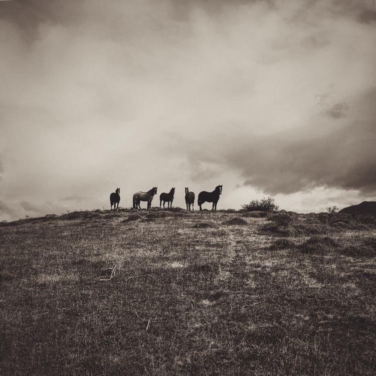 More Horses on the Pampa