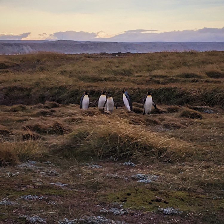 King Penguins