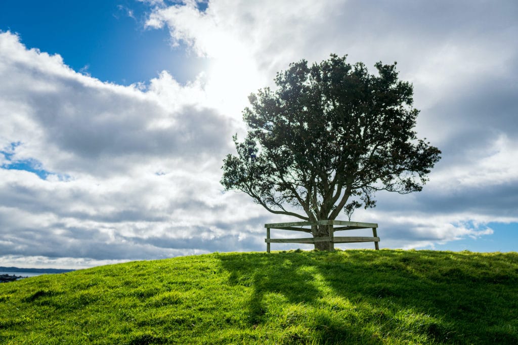 New Zealand tree